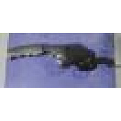 Frana de mana Frana de mana